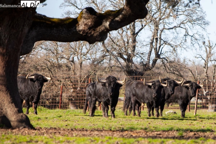 FOTOS | Jos&eacute; Enrique Fraile de Valdefresno, defensa a ultranza del encaste Atanasio: &ldquo;Queremos marcar la diferencia defendiendo nuestra identidad&rdquo; | Imagen 4