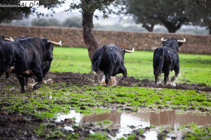 FOTOS | El legado de Jos&eacute; Cruz en Cabezal Viejo, donde la bravura es sin&oacute;nimo de armon&iacute;a y entrega | Imagen 3