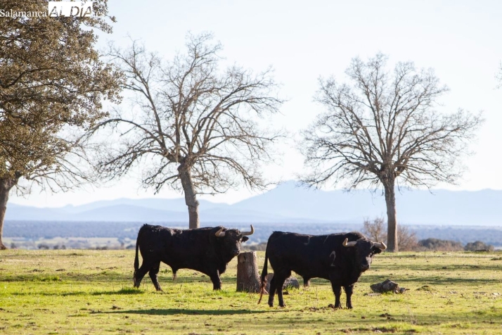 FOTOS | Jos&eacute; Enrique Fraile de Valdefresno, defensa a ultranza del encaste Atanasio: &ldquo;Queremos marcar la diferencia defendiendo nuestra identidad&rdquo; | Imagen 2