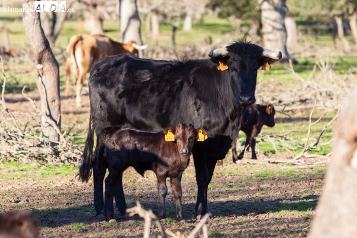 FOTOS | Jos&eacute; Enrique Fraile de Valdefresno, defensa a ultranza del encaste Atanasio: &ldquo;Queremos marcar la diferencia defendiendo nuestra identidad&rdquo; | Imagen 3