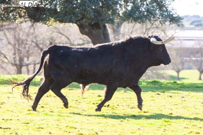 FOTOS | Jos&eacute; Enrique Fraile de Valdefresno, defensa a ultranza del encaste Atanasio: &ldquo;Queremos marcar la diferencia defendiendo nuestra identidad&rdquo; | Imagen 1