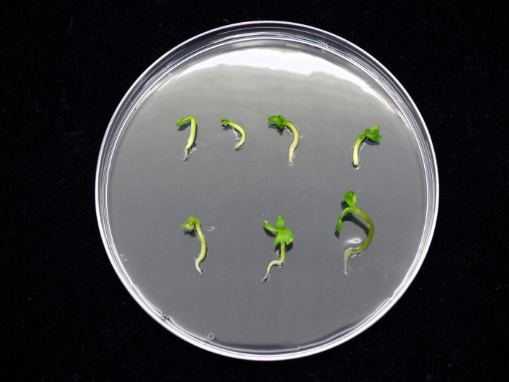 Ciencia salmantina y brit&aacute;nica aliadas para salvar &aacute;rboles en riesgo | Imagen 2