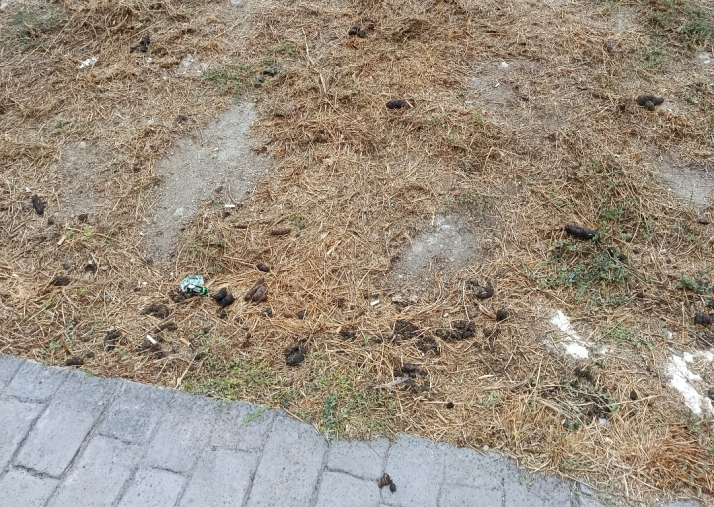 Vecinos de la calle Goya denuncian la suciedad acumulada en un descampado de la v&iacute;a | Imagen 1