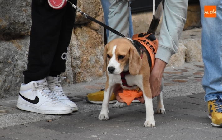 Las &uacute;ltimas miradas y sonidos del Carnaval del Toro 2023 | Imagen 14