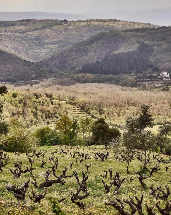Los vinos de la Bodega Perahigos protagonizar&aacute;n este s&aacute;bado la nueva cena maridada del Parador | Imagen 1