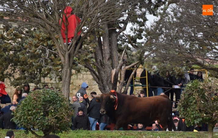 Las &uacute;ltimas miradas, sonidos y curiosidades del Carnaval del Toro 2024 | Imagen 24