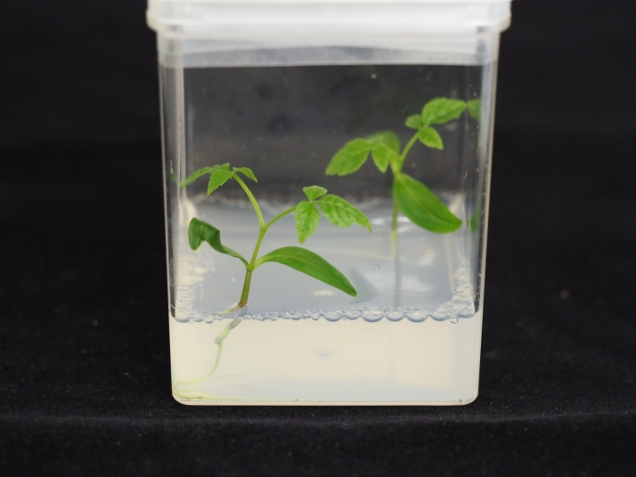 Ciencia salmantina y brit&aacute;nica aliadas para salvar &aacute;rboles en riesgo | Imagen 1