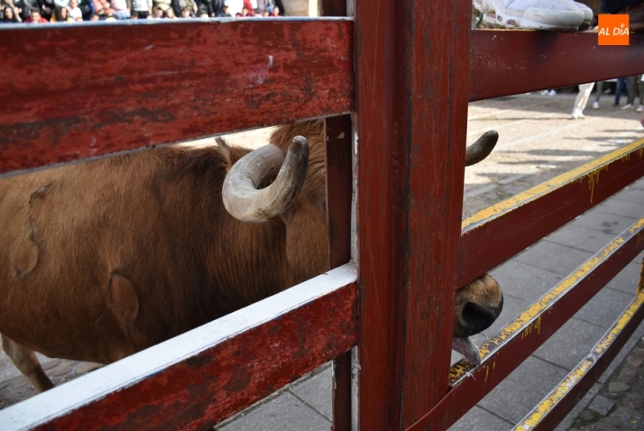 Las &uacute;ltimas miradas, sonidos y curiosidades del Carnaval del Toro 2024 | Imagen 57