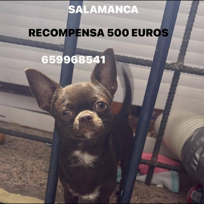 Piden ayuda para localizar a un perro perdido en la zona de Nicar y denuncian una estafa durante la b&uacute;squeda | Imagen 1