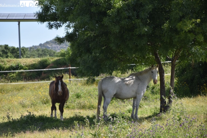FOTOS | Naturaleza, inclusi&oacute;n y calidez humana: la esencia de Altair, el refugio accesible de Asprodes | Imagen 2