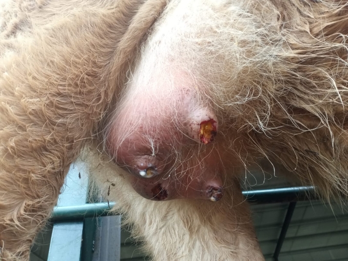 Los ganaderos alzan la voz ante los ataques del meloncillo: &ldquo;Solo nos queda el pataleo y defendernos como podamos&rdquo; | Imagen 1