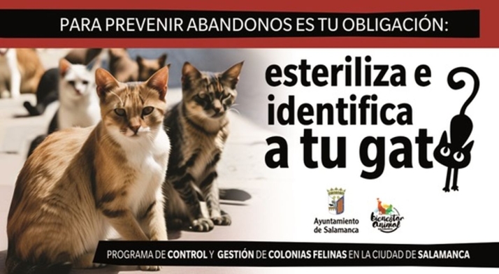 Campa&ntilde;a para prevenir el abandono de gatos en Salamanca | Imagen 1