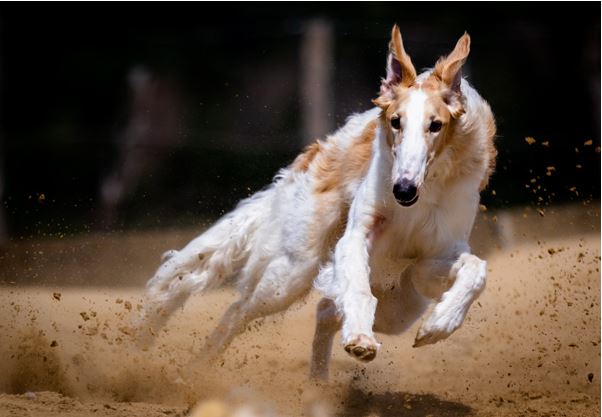 Deportes alternativos para galgos: &iquest;Qu&eacute; opciones existen m&aacute;s all&aacute; de las pistas? | Imagen 1