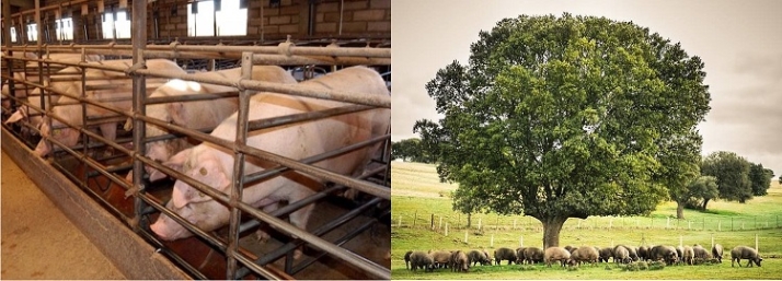 Mentir. &iquest;PSOE, PP y sindicatos agrarios quieren destruir la dehesa charra? | Imagen 1