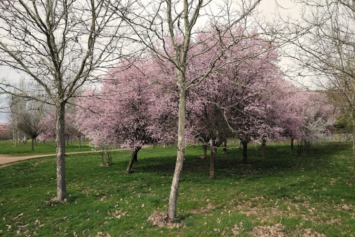 Lo mismo arborizan, por fin, El Zurgu&eacute;n. | Imagen 8