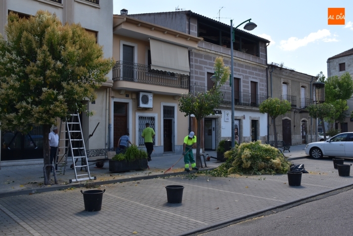 Podados por petici&oacute;n vecinal varios &aacute;rboles de la calle Laguna | Imagen 1