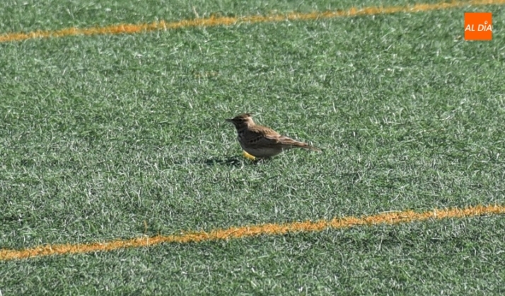 El 3&ordm; D&iacute;a | 23 ENE | Las familias del Infantil A del III Columnas le dan una sorpresa a los jugadores | Imagen 8