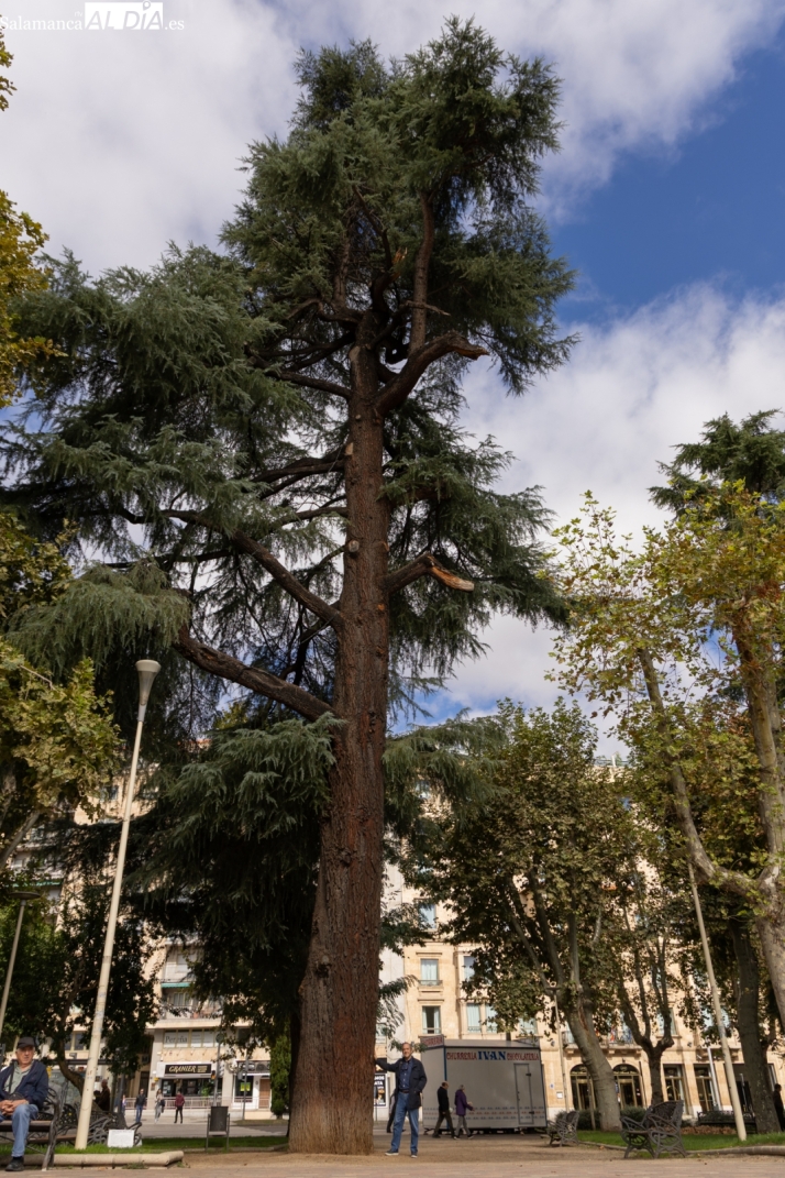 Los cedros centenarios que custodian el parque de la Alamedilla | Imagen 1