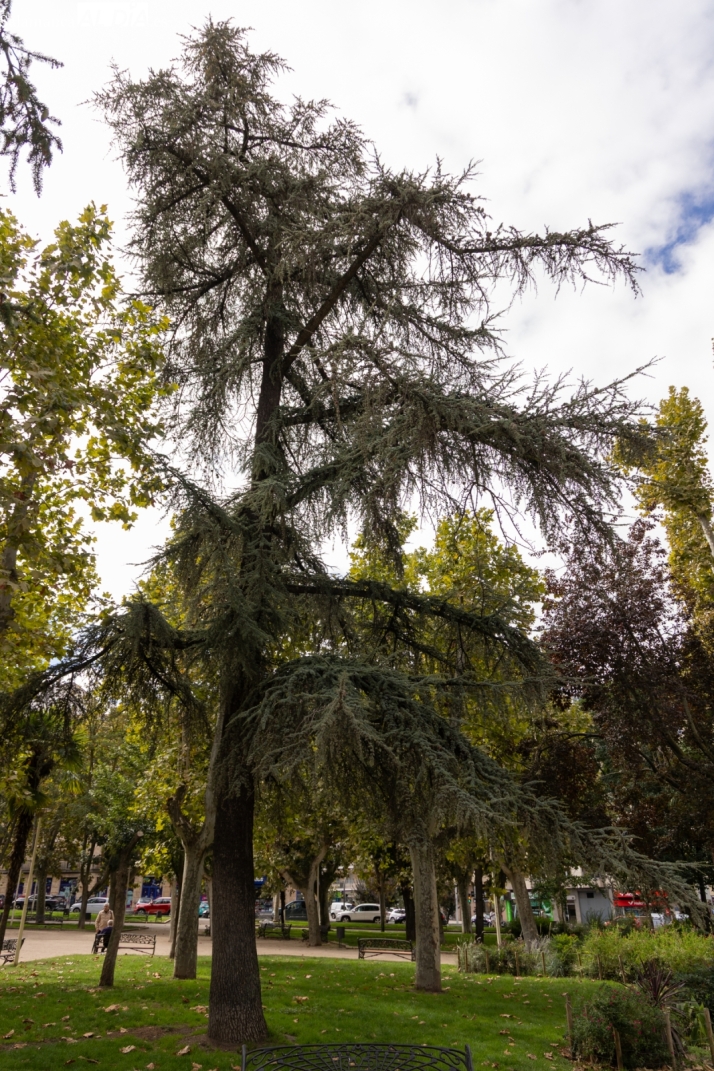 Los cedros centenarios que custodian el parque de la Alamedilla | Imagen 2