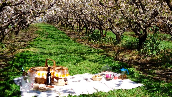 Programa tur&iacute;stico &lsquo;Cerezos en Flor de Fund&atilde;o&rsquo; trascurre hasta el 7 de abril | Imagen 1