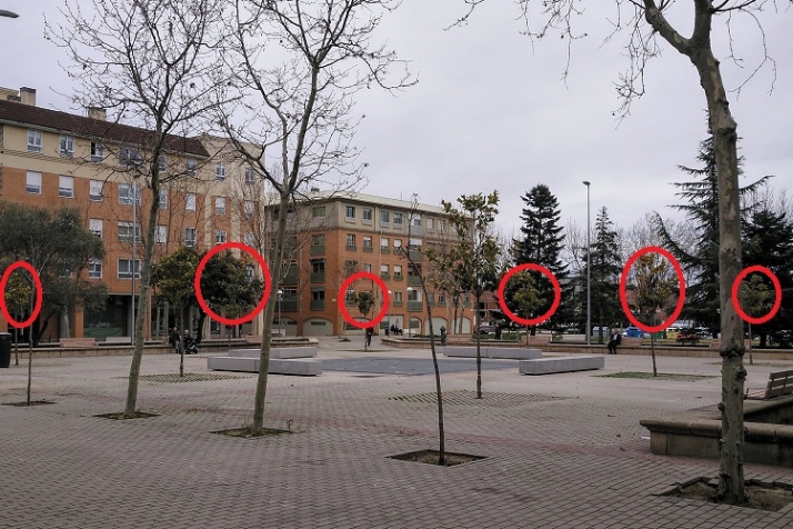 La enigm&aacute;tica evanescencia de varios &aacute;rboles | Imagen 3