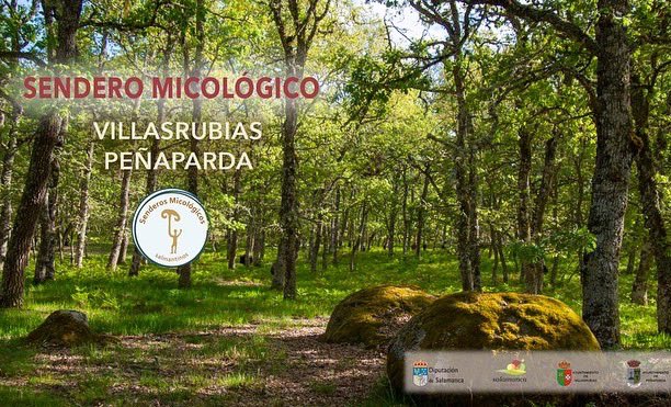 Habilitado un nuevo sendero micol&oacute;gico entre Villasrubias y Pe&ntilde;aparda | Imagen 1