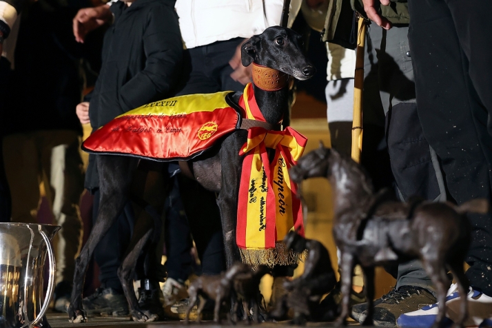 El galgo, un atleta de alto rendimiento. "Est&aacute;n hechos para correr en el campo, en una casa un galgo no es feliz" | Imagen 1