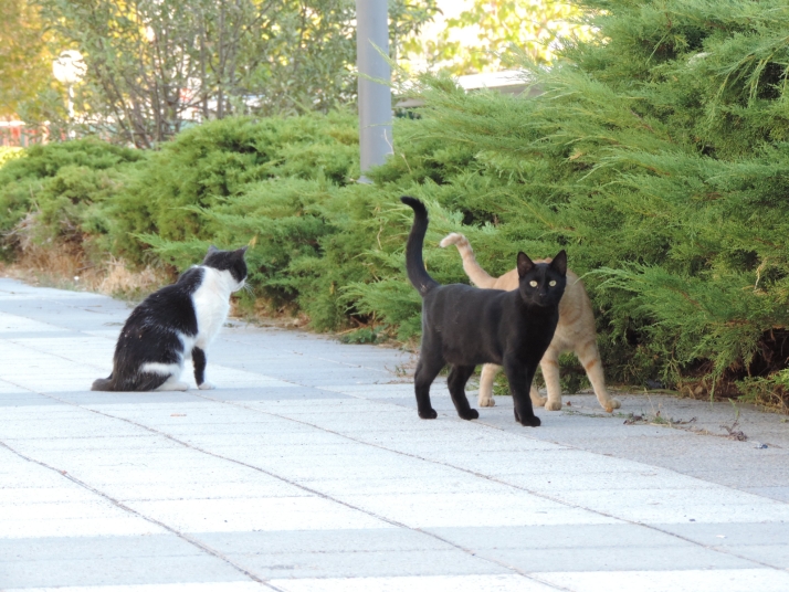 "Ojal&aacute; no hubiese ning&uacute;n gato en la calle", afirman desde ASPAP, la entidad que cuida las colonias felinas de Salamanca | Imagen 1