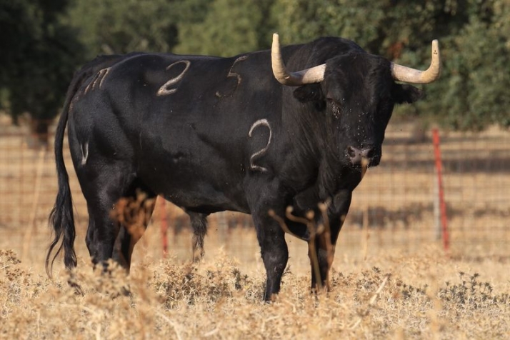 Un imponente toro de 720 kilos protagoniza el caj&oacute;n de Alba | Imagen 1