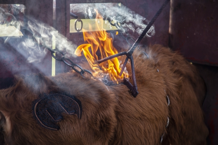 Un herradero en el Campo Charro, una mezcla de tradici&oacute;n y futuro (FOTOS) | Imagen 3
