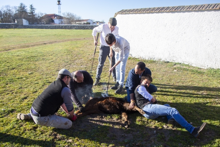 Un herradero en el Campo Charro, una mezcla de tradici&oacute;n y futuro (FOTOS) | Imagen 1