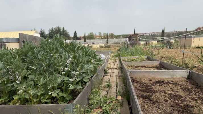 Los huertos urbanos se consolidan como un gran motor de integraci&oacute;n social y ambiental en Salamanca | Imagen 2