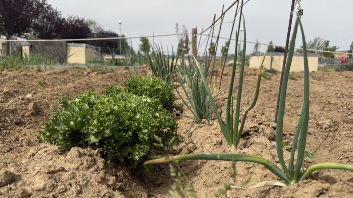 Los huertos urbanos se consolidan como un gran motor de integraci&oacute;n social y ambiental en Salamanca | Imagen 3