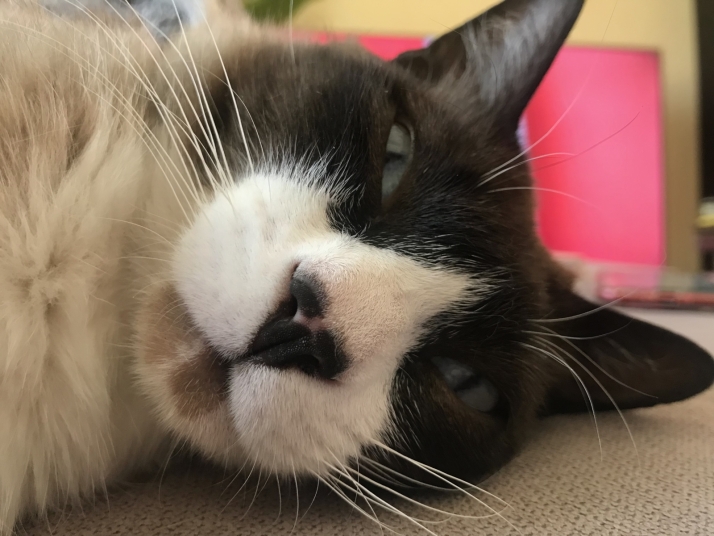 Si tu gato hablara&hellip; | Imagen 3