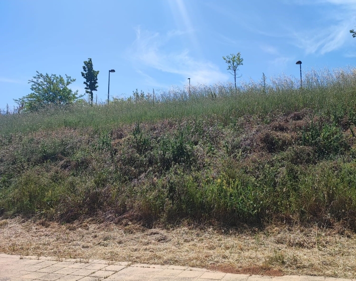Indignación y miedo en Los Alcaldes por el riesgo de incendios a causa de la maleza: "Todos los años estamos igual" | Imagen 1