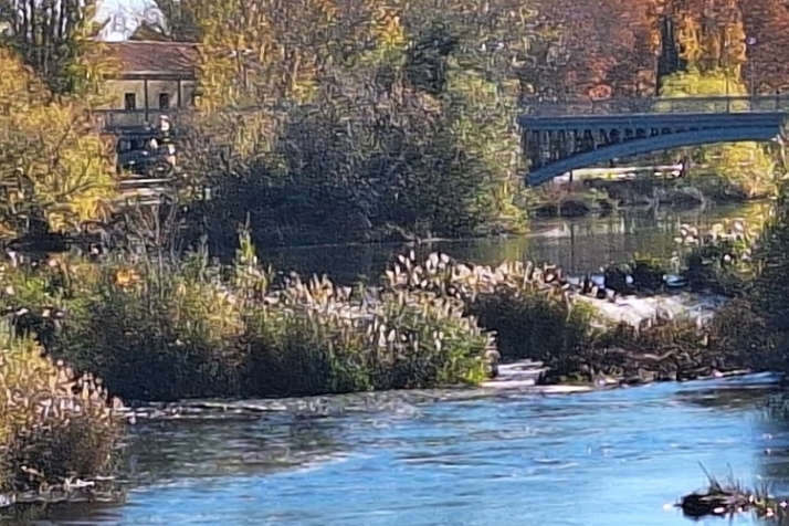 Presa en una selva fluvial. | Imagen 6