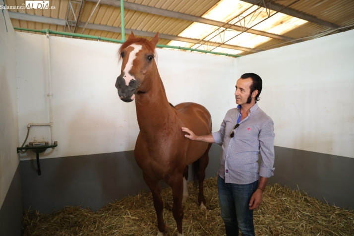 V&Iacute;DEO | Talavante, el caballo con sangre de duques y nombre de torero que reina en Salamaq | Imagen 2