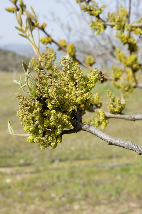 Sancorganic impulsa la innovaci&oacute;n en el campo espa&ntilde;ol integrando drones y producci&oacute;n ecol&oacute;gica para mejorar la polinizaci&oacute;n | Imagen 2