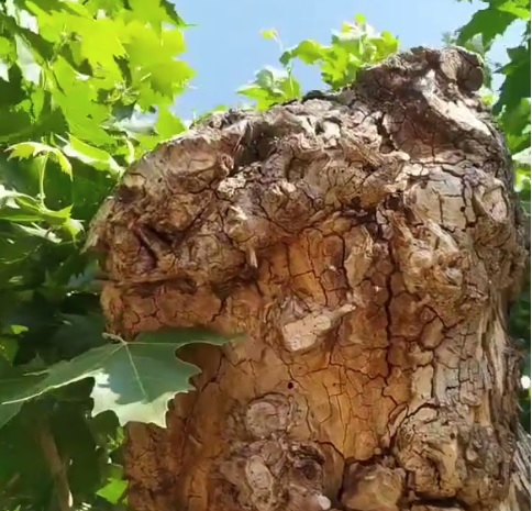 Los Bomberos acuden a &Aacute;gueda a retirar un enjambre de abejas | Imagen 1