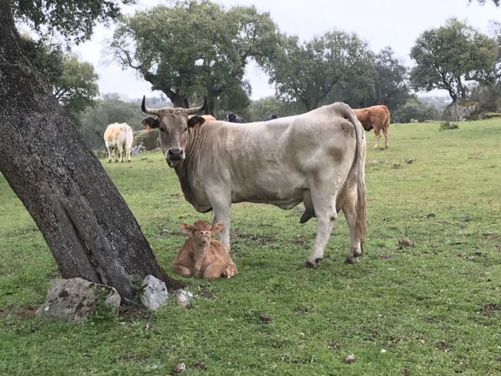 COPASA: calidad, tecnolog&iacute;a y sostenibilidad | Imagen 1