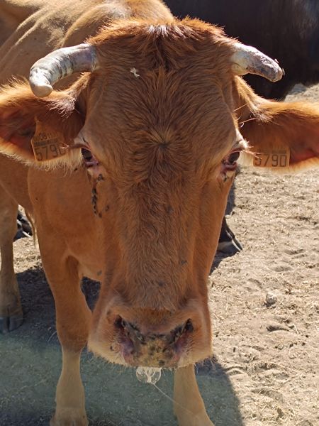 Ganaderos salmantinos ante las picaduras de mosquitos que terminan con las vacas: &ldquo;Nos vamos a quedar sin ganado&rdquo; | Imagen 1