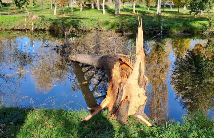 Cae al Canal de La Concha un &aacute;rbol situado en uno de sus laterales | Imagen 1