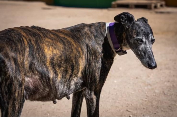 Pandora, Viana, Nelson o Sky, estos son algunos animales que buscan familia de acogida o adopci&oacute;n en Salamanca | Imagen 2