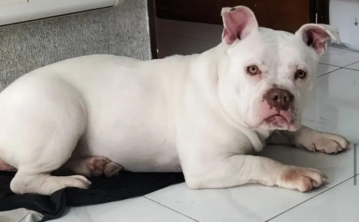 Pandora, Viana, Nelson o Sky, estos son algunos animales que buscan familia de acogida o adopci&oacute;n en Salamanca | Imagen 1