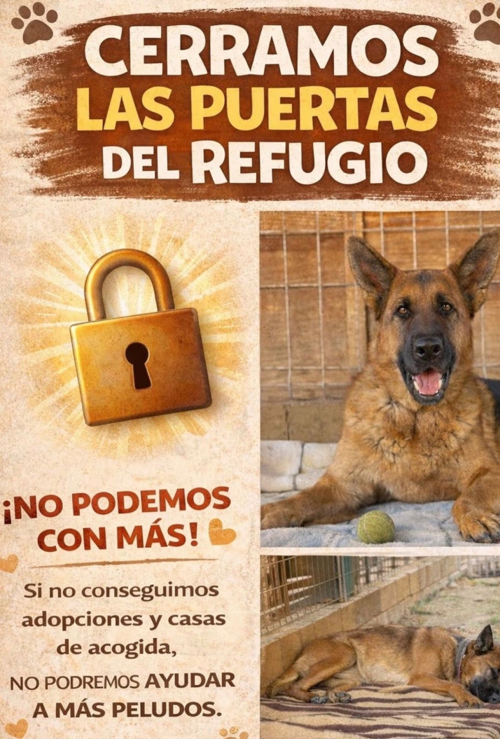 "No podemos seguir salvando vidas". Siempre Fiel cierra las puertas de su refugio  | Imagen 1