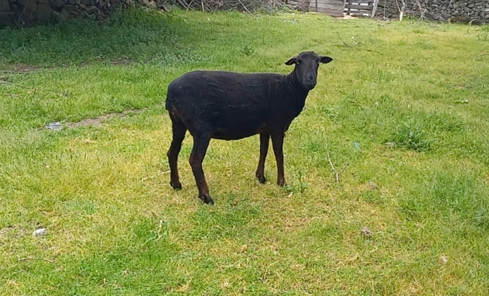 El esquileo de la merina negra sobrevive en Salamanca por amor a la raza: "Es el primer a&ntilde;o que las esquilo yo mismo" | Imagen 1