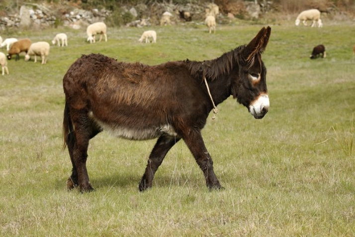 &lsquo;11 Burros, 11 Destinos&rsquo;: los m&aacute;s entra&ntilde;ables gu&iacute;as tur&iacute;sticos de la frontera | Imagen 2