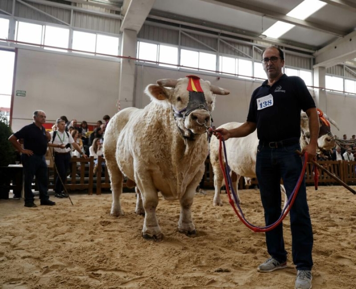 Resultados de los concursos morfol&oacute;gicos de ganado selecto celebrados este s&aacute;bado en Salamaq | Imagen 1