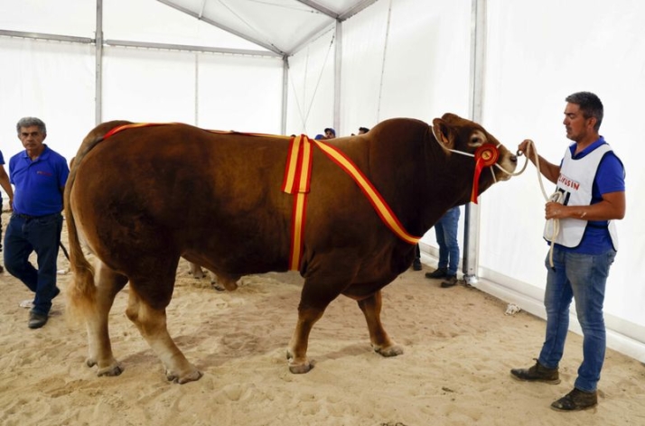 Resultados de los concursos morfol&oacute;gicos de ganado selecto celebrados este s&aacute;bado en Salamaq | Imagen 2