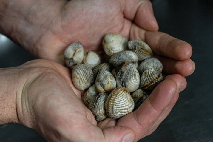 Festival gastron&oacute;mico promueve los productos de la R&iacute;a de Aveiro | Imagen 1